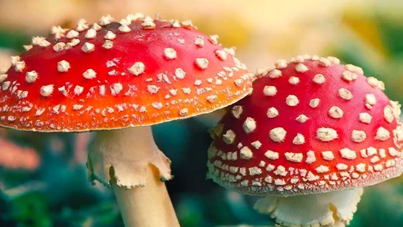 funghi di supermario