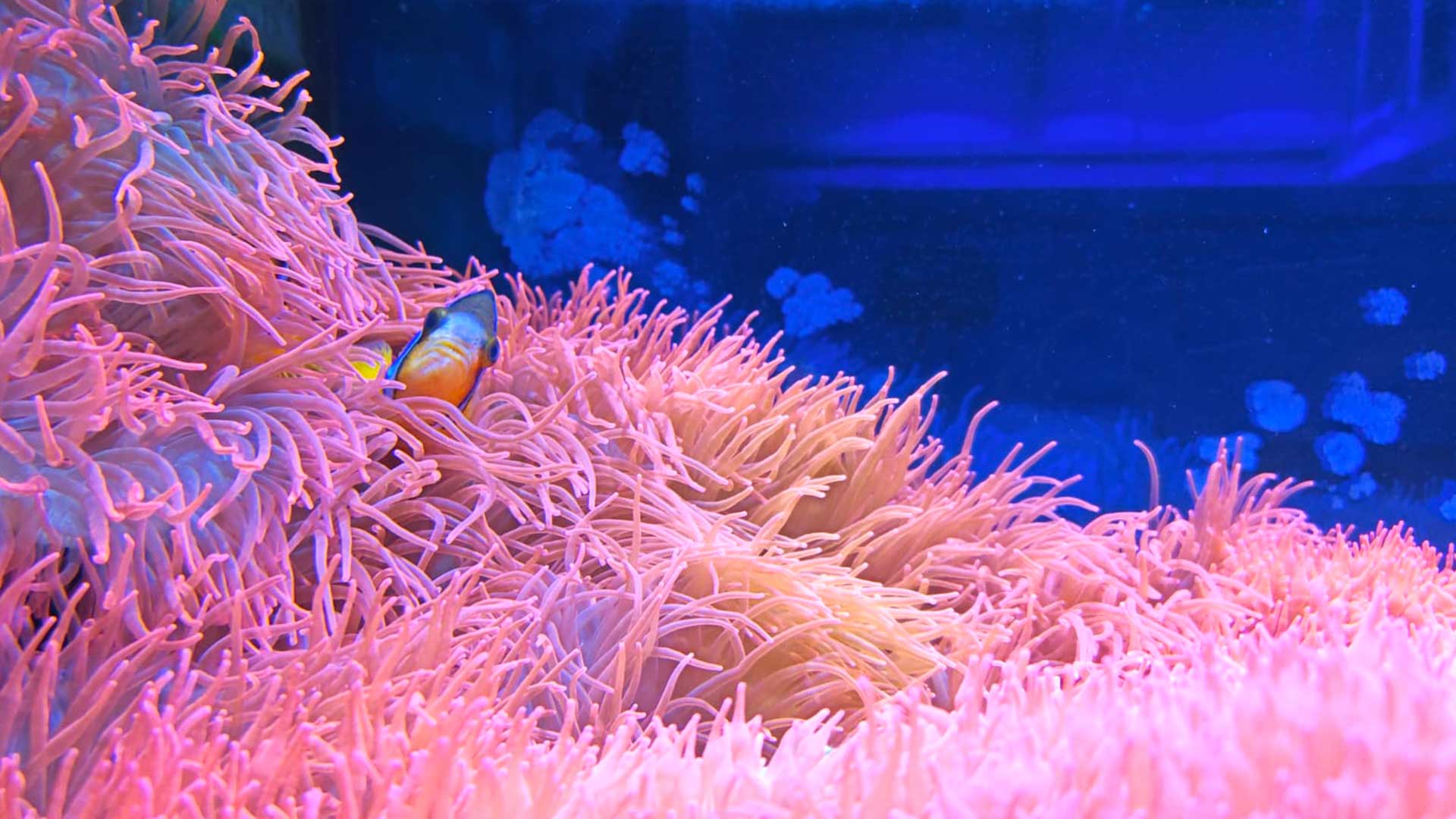 Motorola edge 70 video pesce pagliaccio