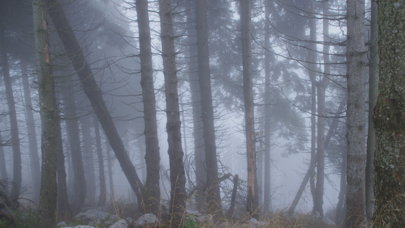 Forest – Il futuro ha radici antiche. Oltre il mito della cartolina FOREST