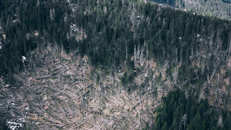 Forest: tempesta Vaia